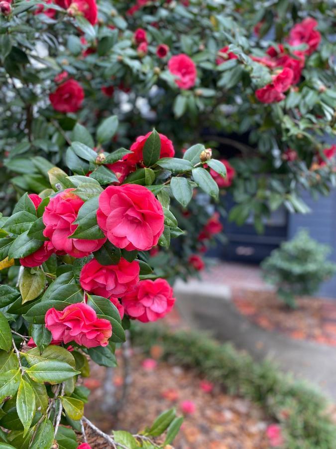 Carriage House 2 Bdrm At Camellia Cottages In Historic Summerville, Sc Kültér fotó